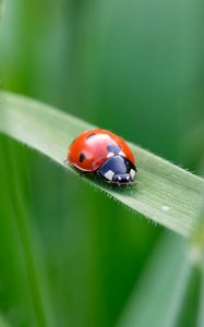 Preview wallpaper ladybug, insect, grass, leaf, macro