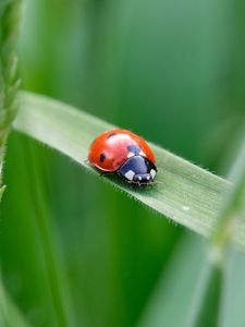 Preview wallpaper ladybug, insect, grass, leaf, macro