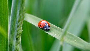 Preview wallpaper ladybug, insect, grass, leaf, macro