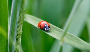 Preview wallpaper ladybug, insect, grass, leaf, macro