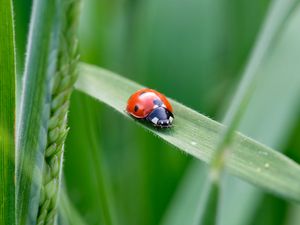 Preview wallpaper ladybug, insect, grass, leaf, macro