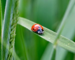 Preview wallpaper ladybug, insect, grass, leaf, macro