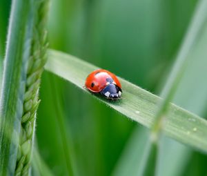 Preview wallpaper ladybug, insect, grass, leaf, macro