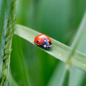 Preview wallpaper ladybug, insect, grass, leaf, macro