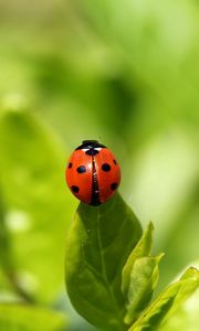 Preview wallpaper ladybug, insect, grass, climbing, background