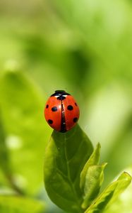 Preview wallpaper ladybug, insect, grass, climbing, background