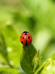 Preview wallpaper ladybug, insect, grass, climbing, background