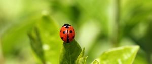 Preview wallpaper ladybug, insect, grass, climbing, background