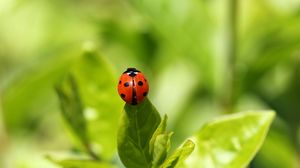 Preview wallpaper ladybug, insect, grass, climbing, background