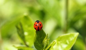 Preview wallpaper ladybug, insect, grass, climbing, background