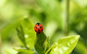 Preview wallpaper ladybug, insect, grass, climbing, background