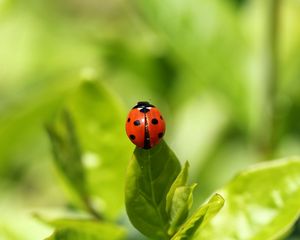 Preview wallpaper ladybug, insect, grass, climbing, background