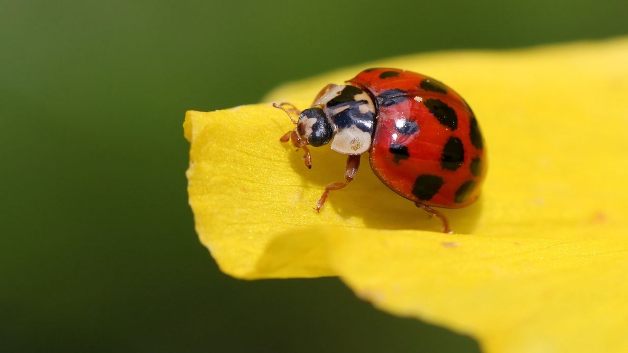 Wallpaper ladybug, insect, leaf