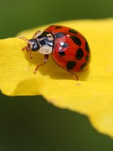 Preview wallpaper ladybug, insect, leaf