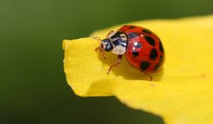Preview wallpaper ladybug, insect, leaf