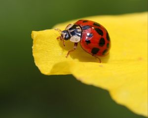 Preview wallpaper ladybug, insect, leaf
