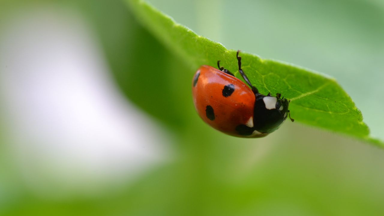 Wallpaper ladybug, insect, leaf, blur