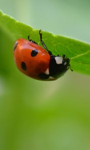 Preview wallpaper ladybug, insect, leaf, blur