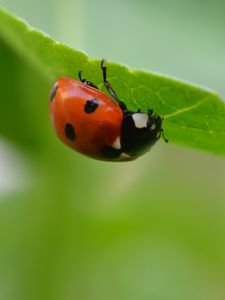 Preview wallpaper ladybug, insect, leaf, blur