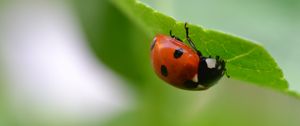 Preview wallpaper ladybug, insect, leaf, blur