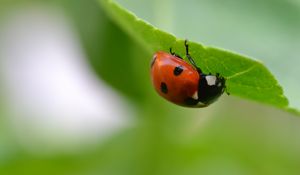 Preview wallpaper ladybug, insect, leaf, blur