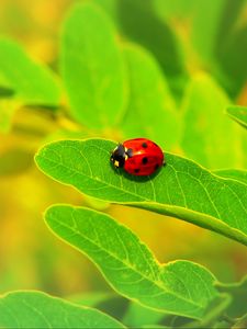 Preview wallpaper ladybug, insect, leaf, macro, plant