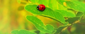 Preview wallpaper ladybug, insect, leaf, macro, plant