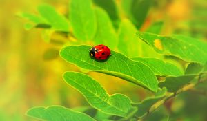 Preview wallpaper ladybug, insect, leaf, macro, plant