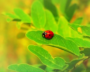 Preview wallpaper ladybug, insect, leaf, macro, plant