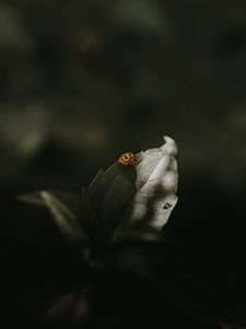 Preview wallpaper ladybug, insect, leaf, green, macro