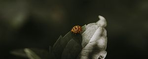Preview wallpaper ladybug, insect, leaf, green, macro
