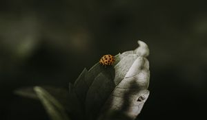 Preview wallpaper ladybug, insect, leaf, green, macro