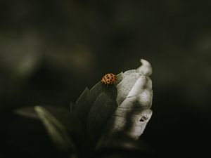 Preview wallpaper ladybug, insect, leaf, green, macro