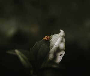 Preview wallpaper ladybug, insect, leaf, green, macro