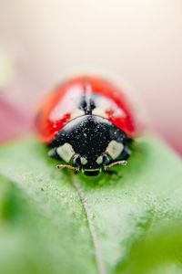 Preview wallpaper ladybug, insect, leaf, macro