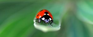 Preview wallpaper ladybug, insect, leaf, macro, red, blur