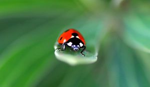 Preview wallpaper ladybug, insect, leaf, macro, red, blur
