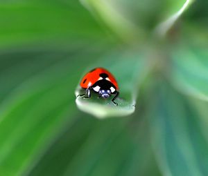 Preview wallpaper ladybug, insect, leaf, macro, red, blur