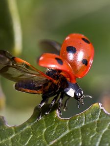 Preview wallpaper ladybug, insect, leaves, wings