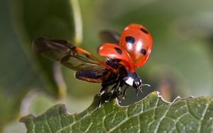 Preview wallpaper ladybug, insect, leaves, wings
