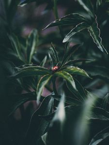 Preview wallpaper ladybug, insect, leaves, plant
