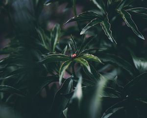 Preview wallpaper ladybug, insect, leaves, plant
