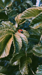 Preview wallpaper ladybug, insect, leaves