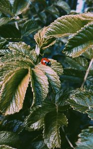 Preview wallpaper ladybug, insect, leaves