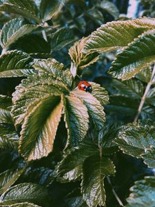 Preview wallpaper ladybug, insect, leaves