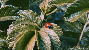 Preview wallpaper ladybug, insect, leaves