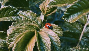 Preview wallpaper ladybug, insect, leaves