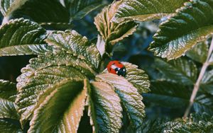 Preview wallpaper ladybug, insect, leaves