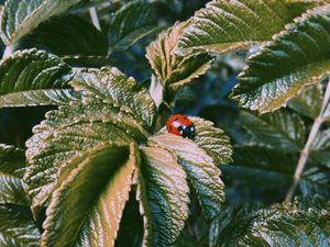 Preview wallpaper ladybug, insect, leaves