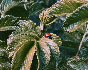 Preview wallpaper ladybug, insect, leaves